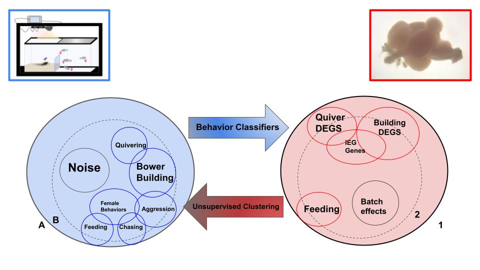 fish diagram